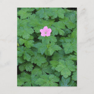 Cartão Postal Lone Geranium