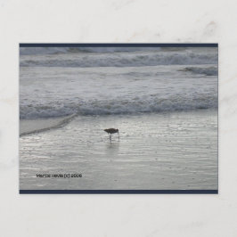 Cartão Postal Lone Sandpiper | Cartão-postal Blue Beach™