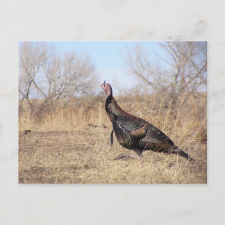 Cartão Postal Lone Turkey