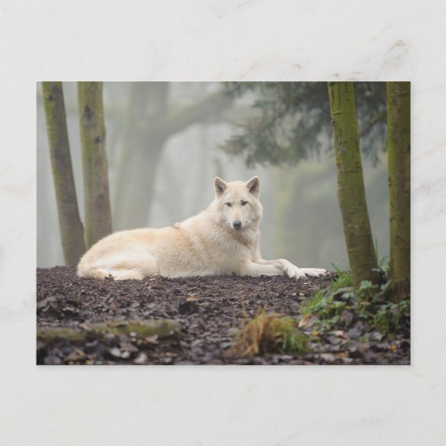 Cartão Postal Lone Wolf (Frente)