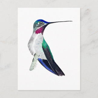 Cartão Postal Long-billed Starthroat Hummingbird 