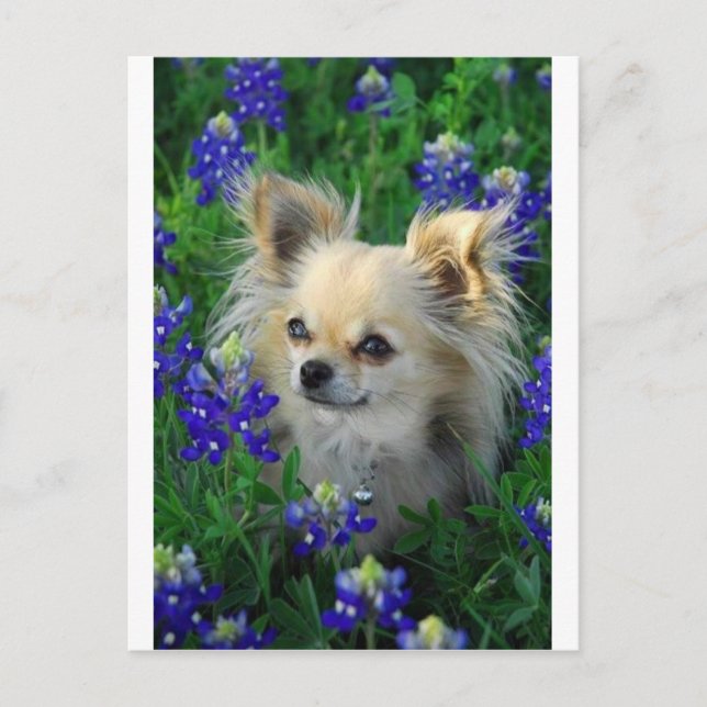 Cartão Postal Longa Casaco Chihuahua em Blue Bonnets (Frente)