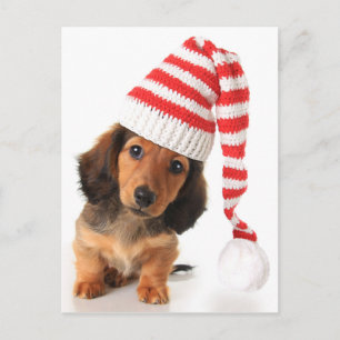 Cartão Postal Longhair Dachshund Puppy