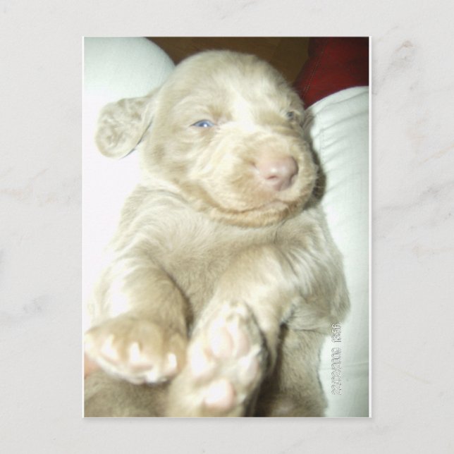 Cartão Postal Longhaired Pup Weimaraner (Frente)
