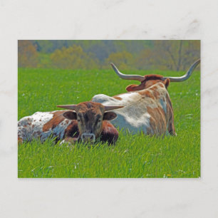 Cartão Postal Longhorn