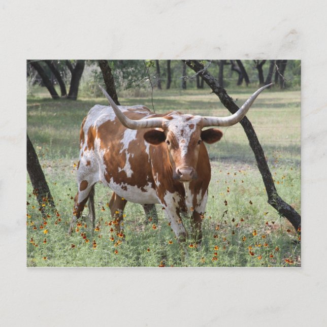Cartão Postal Longhorn (Frente)
