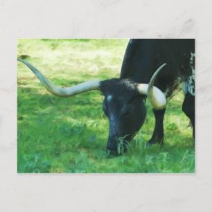 Cartão Postal Longhorn Preto e Branco