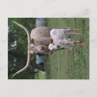 Cartão Postal Longhorns de Texas