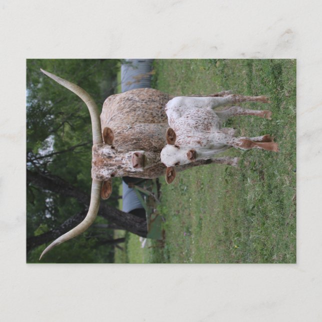 Cartão Postal Longhorns de Texas (Frente)