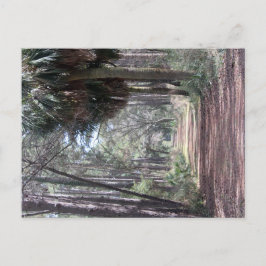 Cartão Postal Longo caminho através dos Swamps