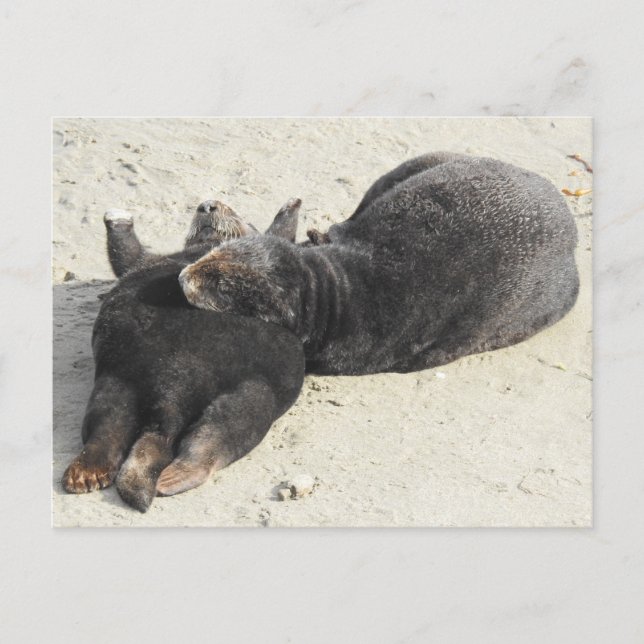 Cartão Postal Lontra do mar de Travesseiro mais flexível (Frente)