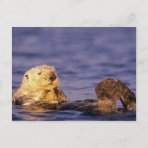 Cartão Postal Lontras Marinhas, Enhydra lutris 4