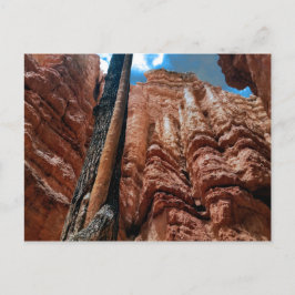 Cartão Postal Loop Navajo árvore em árvore no Bryce Canyon