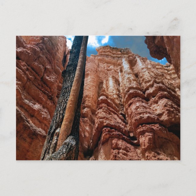 Cartão Postal Loop Navajo árvore em árvore no Bryce Canyon (Frente)