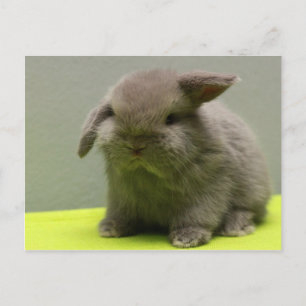 Cartão Postal Lop Cute Baby Holland