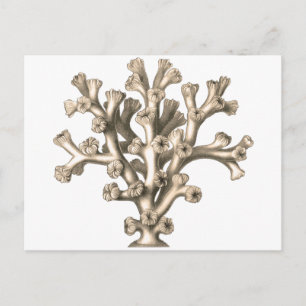 Cartão Postal Lophohelia - Coral