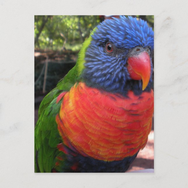 Cartão Postal Lorikeet (Frente)