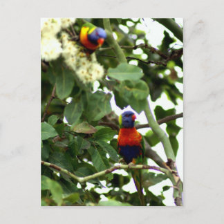 Cartão Postal Lorikeet