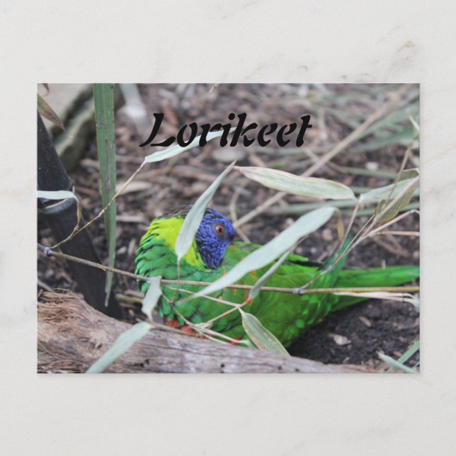 Cartão Postal Lorikeet (Frente)