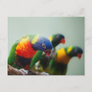 Cartão Postal Lorikeet Parrots
