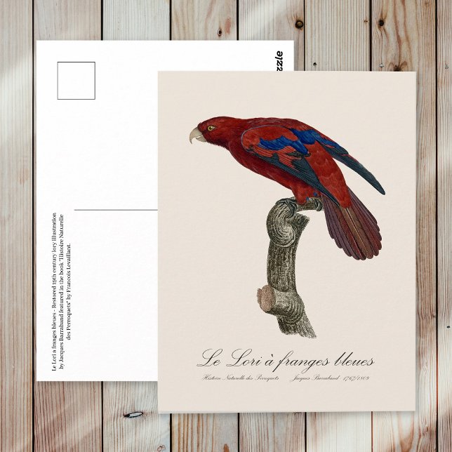 Cartão Postal Lório-de-cauda-vermelha, Trichoglossus borneus (Long-Tailed Red Lory, Trichoglossus borneus. Postcard)