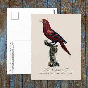 Cartão Postal Lório-de-listras-azuis, Trichoglossus reticulatus