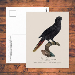 Cartão Postal Lório-preto ou Lório-de-bico-vermelho, Chalcopsitt