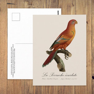 Cartão Postal Lório-vermelho ou Eos Bornea, Trichoglossus borneu