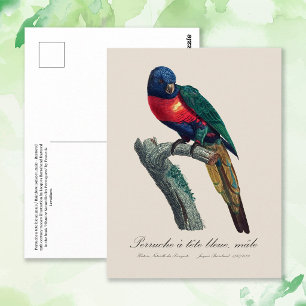 Cartão Postal Loriqueet Arco-íris Macho, Trichoglossus Moluccanu