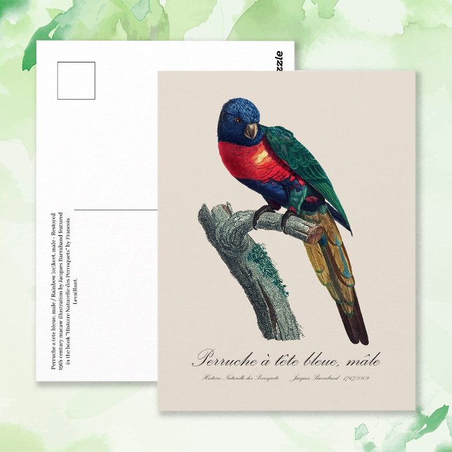 Cartão Postal Loriqueet Arco-íris Macho, Trichoglossus Moluccanu (Rainbow Lorikeet Male, Trichoglossus Moluccanus. Postcard)