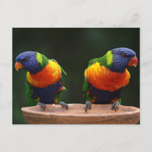 Cartão Postal Loriqueete