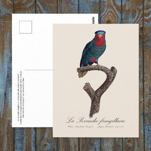 Cartão Postal Loriqueut de Coroa Azul, Vini Australis