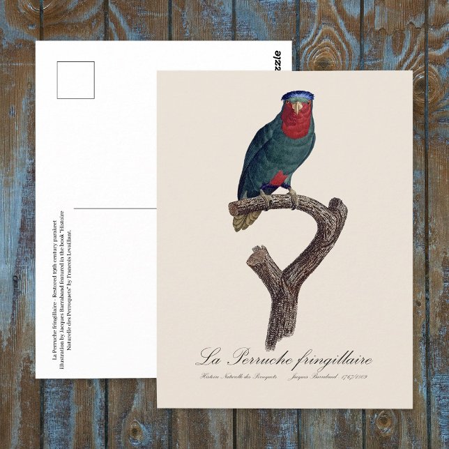 Cartão Postal Loriqueut de Coroa Azul, Vini Australis (Blue-Crowned Lorikeet, Vini Australis. Postcard)