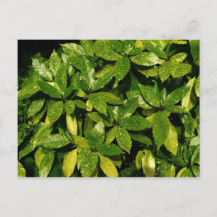 Cartão Postal Lóro manchado, Aucuba Japonica
