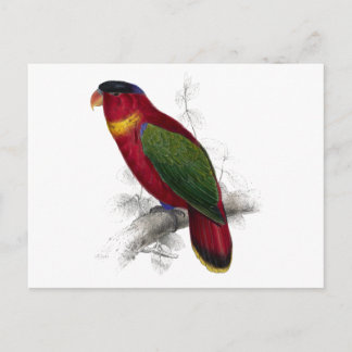 Cartão Postal Lory de Capa Negra de Edward Lear