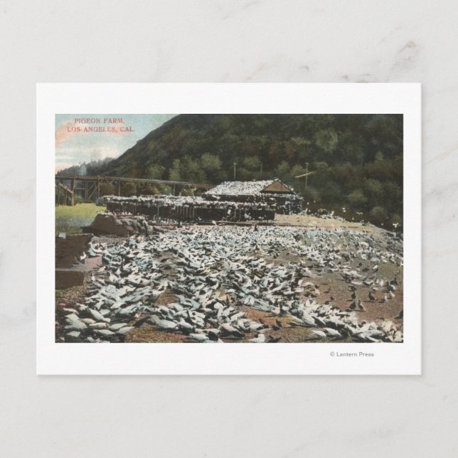 Cartão Postal Los Angeles, CaliforniaView de uma Fazenda de pomb (Frente)