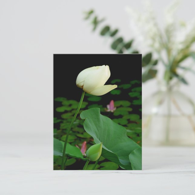 Cartão Postal Lotus (Em pé/Frente)