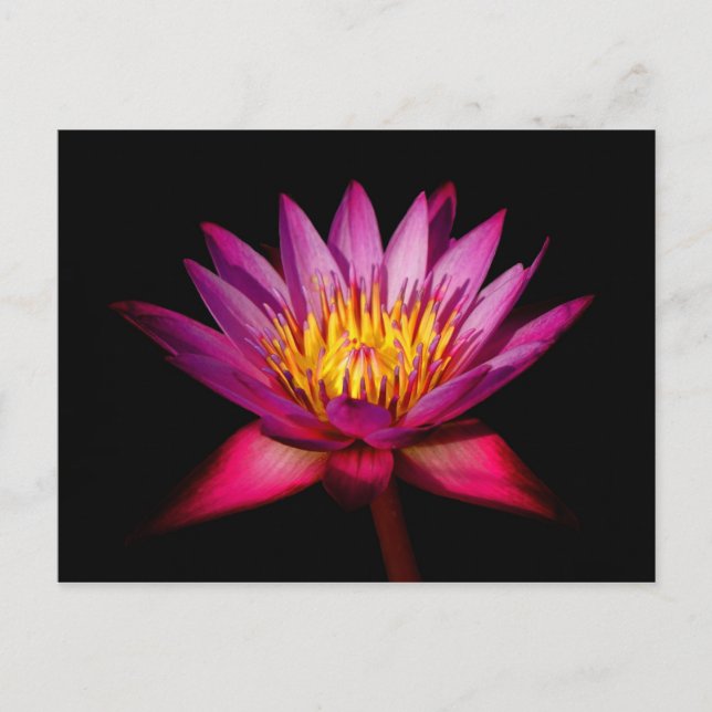 Cartão Postal Lotus (Frente)