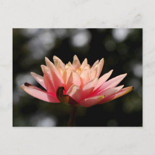Cartão Postal Lotus