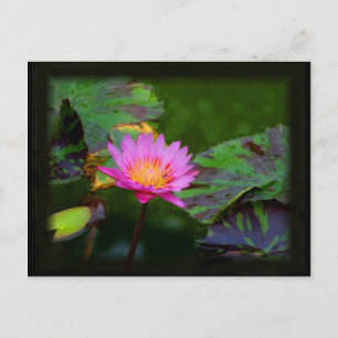 Cartão Postal Lotus Bloom
