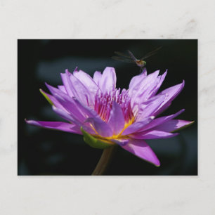 Cartão Postal Lotus e Dragonfly