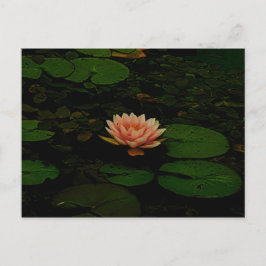 Cartão Postal Lótus Fllower Orange Dark Floral Zen
