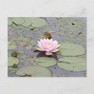 Cartão Postal Lotus Flower Floral Pink Flor Zen