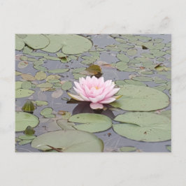 Cartão Postal Lotus Flower Floral Pink Flor Zen