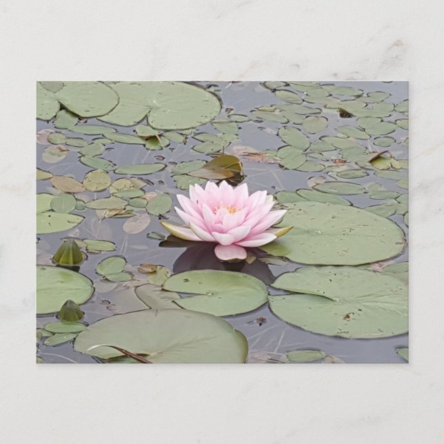 Cartão Postal Lotus Flower Floral Pink Flor Zen (Frente)