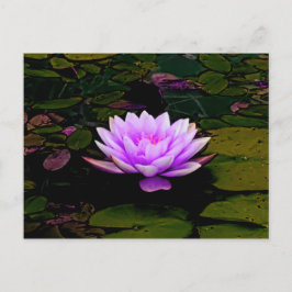 Cartão Postal Lotus Flower Pink Verde Floral Zangada
