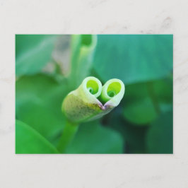 Cartão Postal Lotus Heart ポストカード