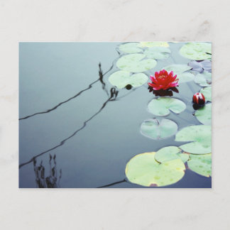 Cartão Postal Lotus on Water