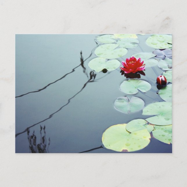Cartão Postal Lotus on Water (Frente)