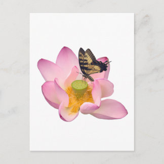Cartão Postal Lótus Sagrado e Papilio glaucus